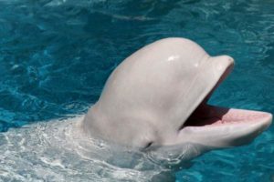 L'haleine chargée du beluga au sortir de l'hiver