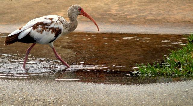 L’ibis est un oiseau qui effectue régulièrement des lavements par le c**.