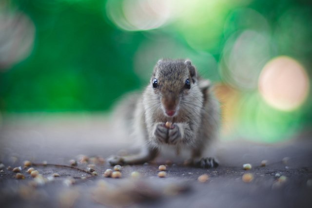 Ne t’inquiète pas, manger des graines ne fera pas de toi un hamster...