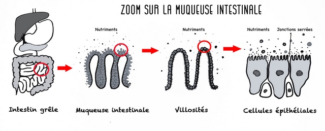 Zoom intestin grêle : muqueuse intestinale, villosités, cellules épithéliales.