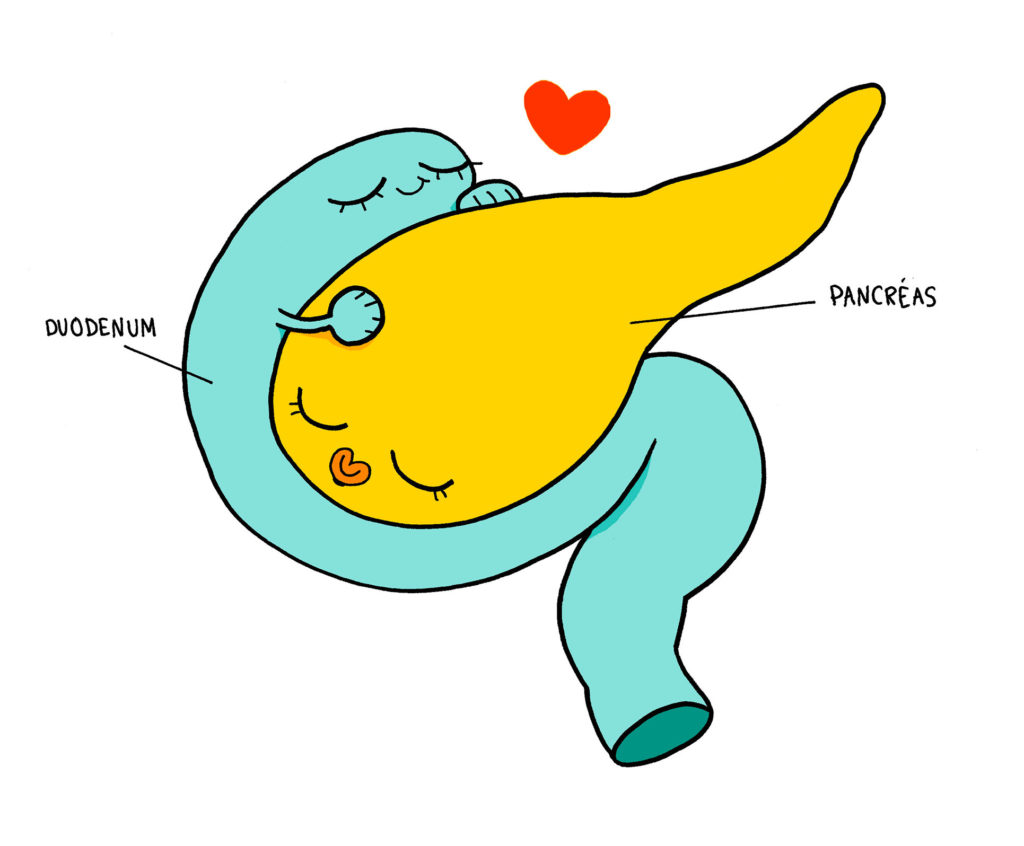 Pancréas et duodénum sont enlacés tels des amants, une belle romance intestinale.