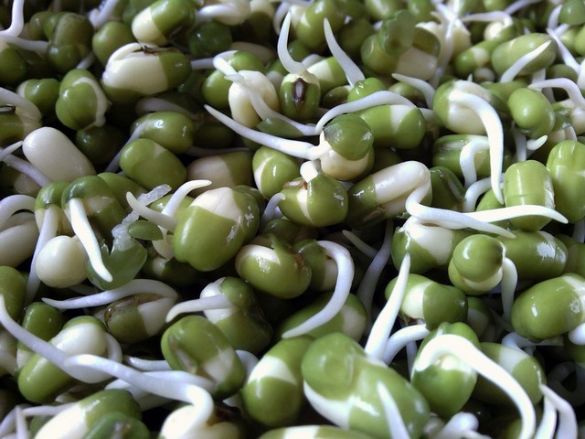Faire germer des graines est une succulente façon de manger cru !