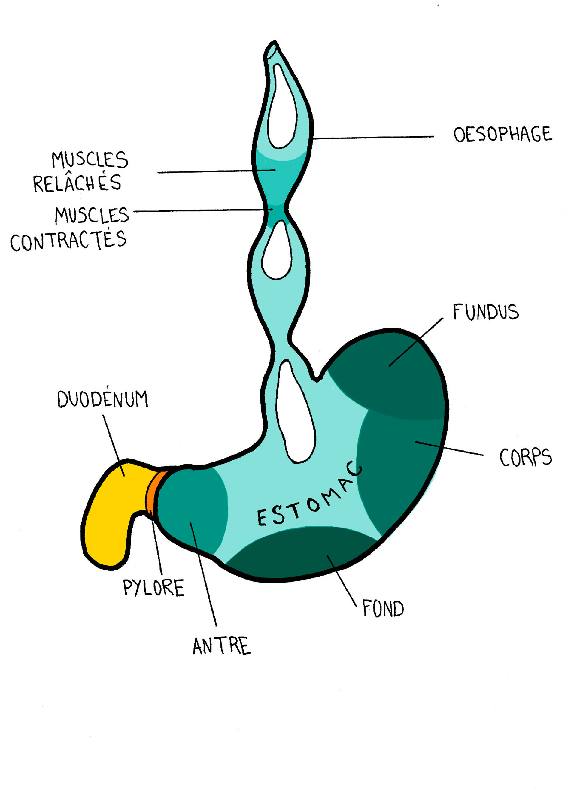 Schéma de l'oesophage et l'estomac pour comprendre par où passe ta nourriture