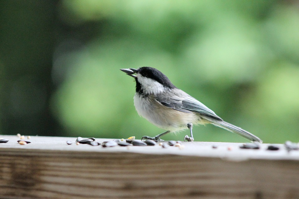 Non tu n’es pas un oiseau, fais donc germer tes graines avant de les manger !