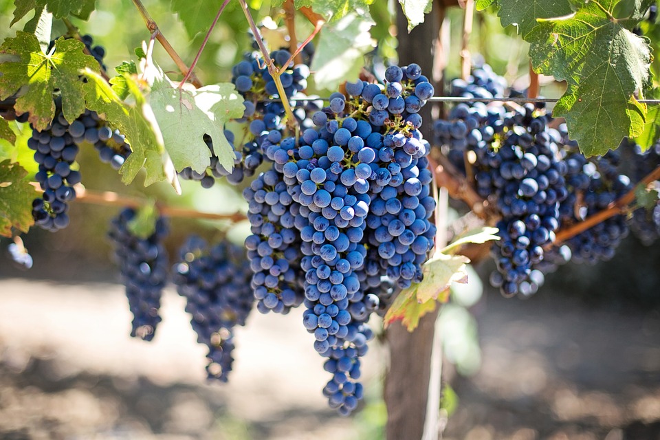 Le raisin est le meilleur aliment pour une cure de changement de saison avant l’hiver.